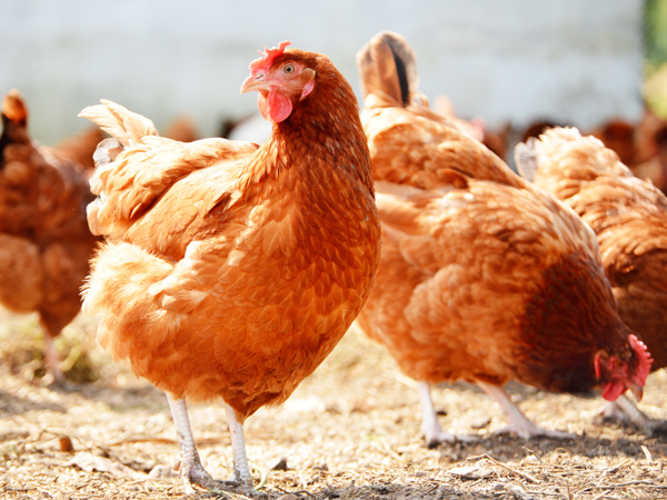 ΢Ԫϵһϵ˫رֳ˫ֵЧӦ