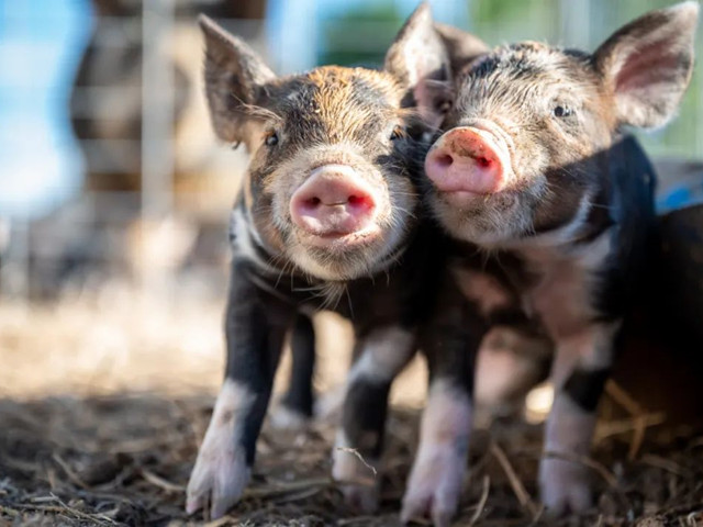 нҪμ⼸Ҫ㣡