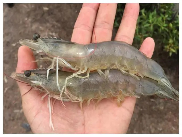 ϺֳʲôʱҪЩϺҪһҪղأ